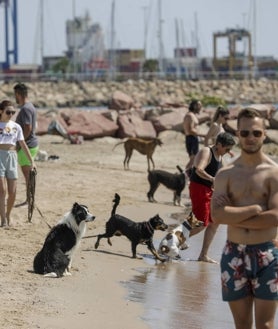 Imagen secundaria 2 - Asistentes este jueves a la playa destinada a perros en Pinedo.