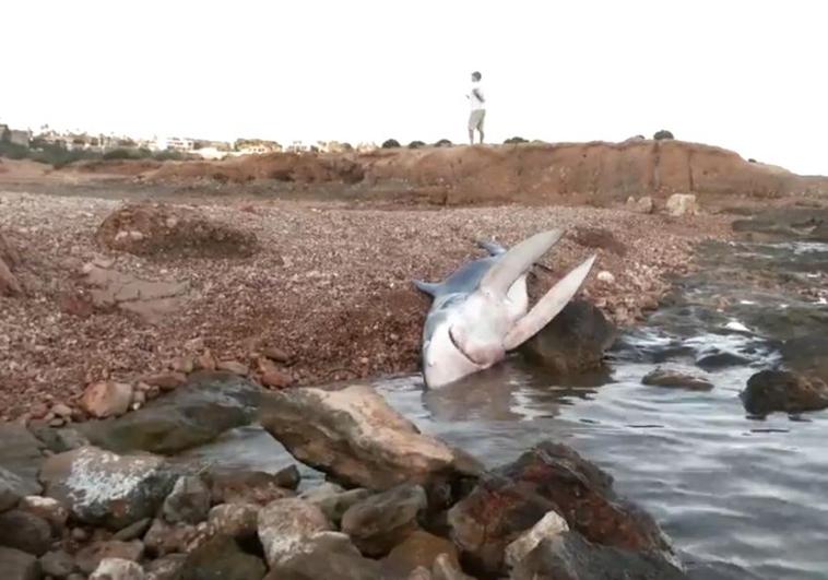 La tintorera apareció varada en otra zona de la playa y acabó falleciendo