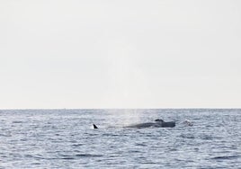 Uno de los rorcuales visto en agua de Dénia.