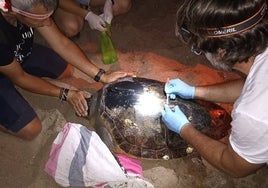 Moento en el que atienden a la tortuga.