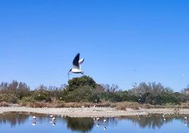 Una de las fotografías participantes del Concurso Fotográfico X l'Albufera