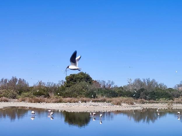 Una de las fotografías participantes del Concurso Fotográfico X l'Albufera