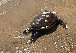Una tortuga marina en una playa en una imagen de archivo.