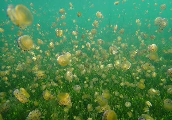 Ejemplares de medusa 'Cotylorhiza tuberculata' o 'huevo frito', este mes cerca de La Manga.