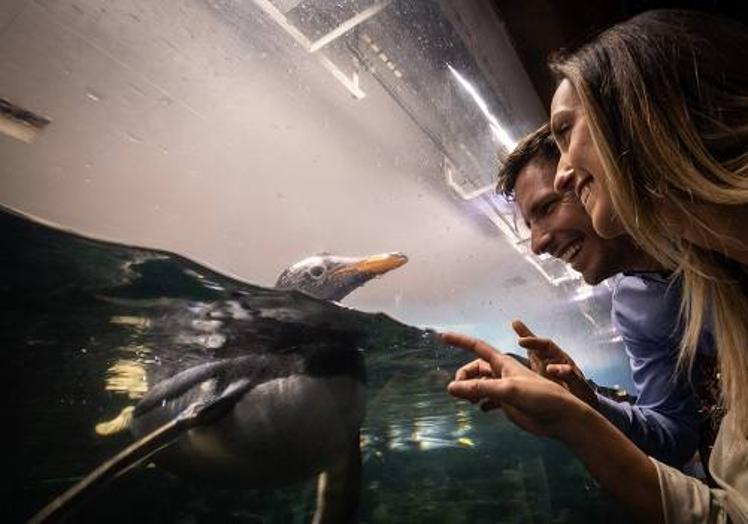 Imagen principal - La «antártida» de Oceanogràfic Valencia