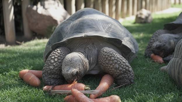 Imagen principal - Una tortuga galápago del Oceanogràfic Valencia