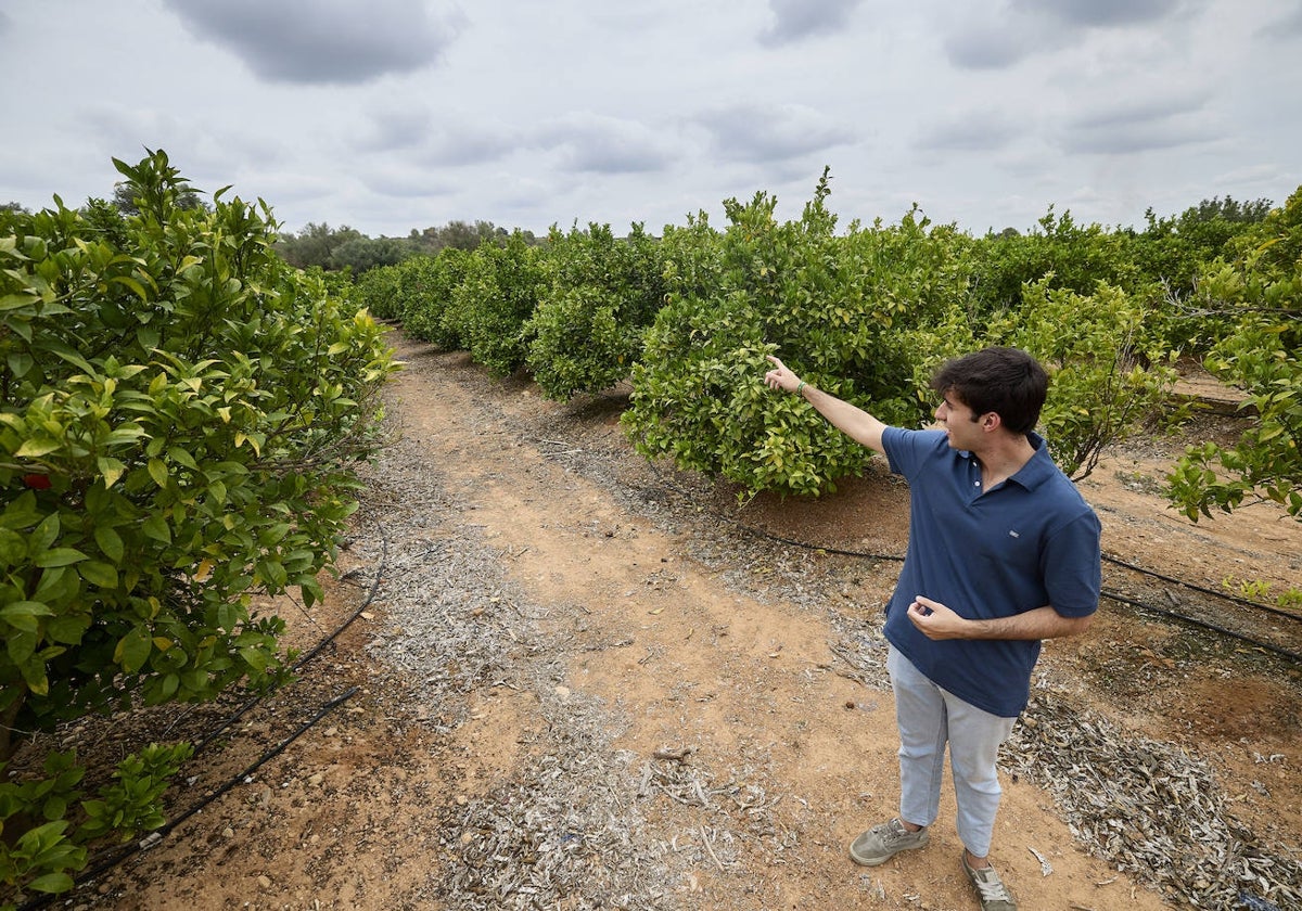 Santiago Valero, de Loriguilla, indica la zona donde suelen acampar en uno de los campos de naranjos de su familia.