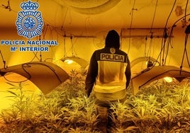 La Policía desmantela cinco plantaciones de marihuana en la provincia de Valencia