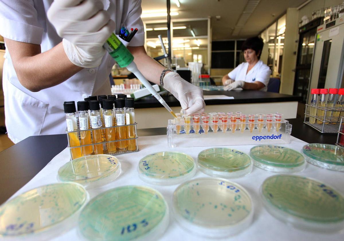 Técnicos de Sanidad toman muestras en un laboratorio con cultivos de salmonella