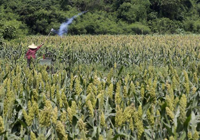 Un campo de cultivo de sorgo en Taiwán.