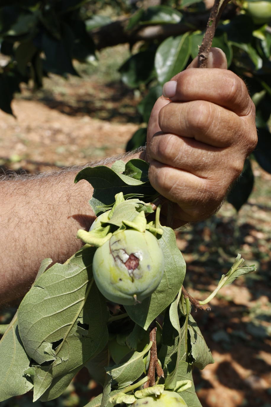 La granizada arrasa cosechas en el campo valenciano