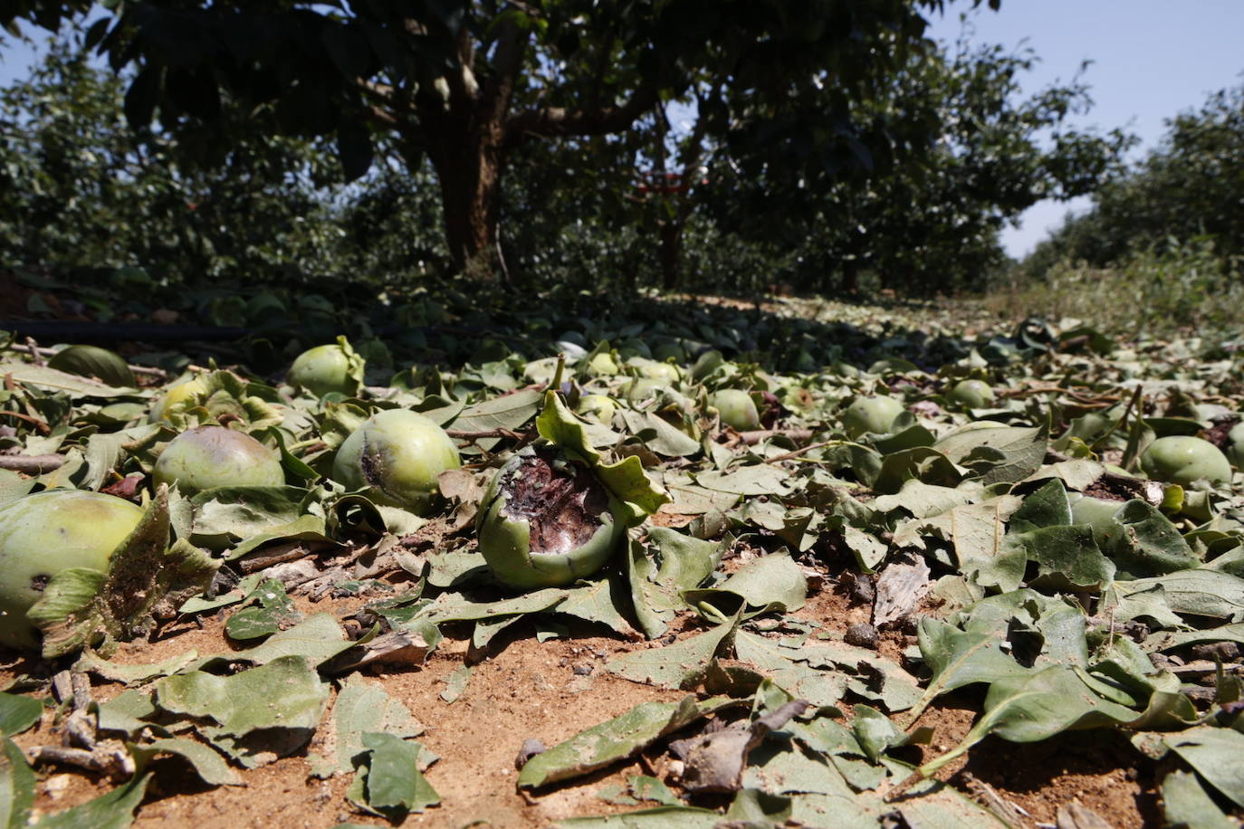 La granizada arrasa cosechas en el campo valenciano