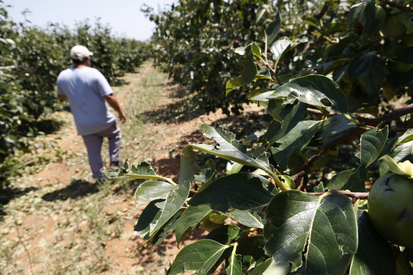 La granizada arrasa cosechas en el campo valenciano