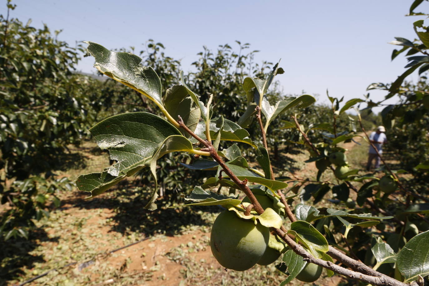 La granizada arrasa cosechas en el campo valenciano