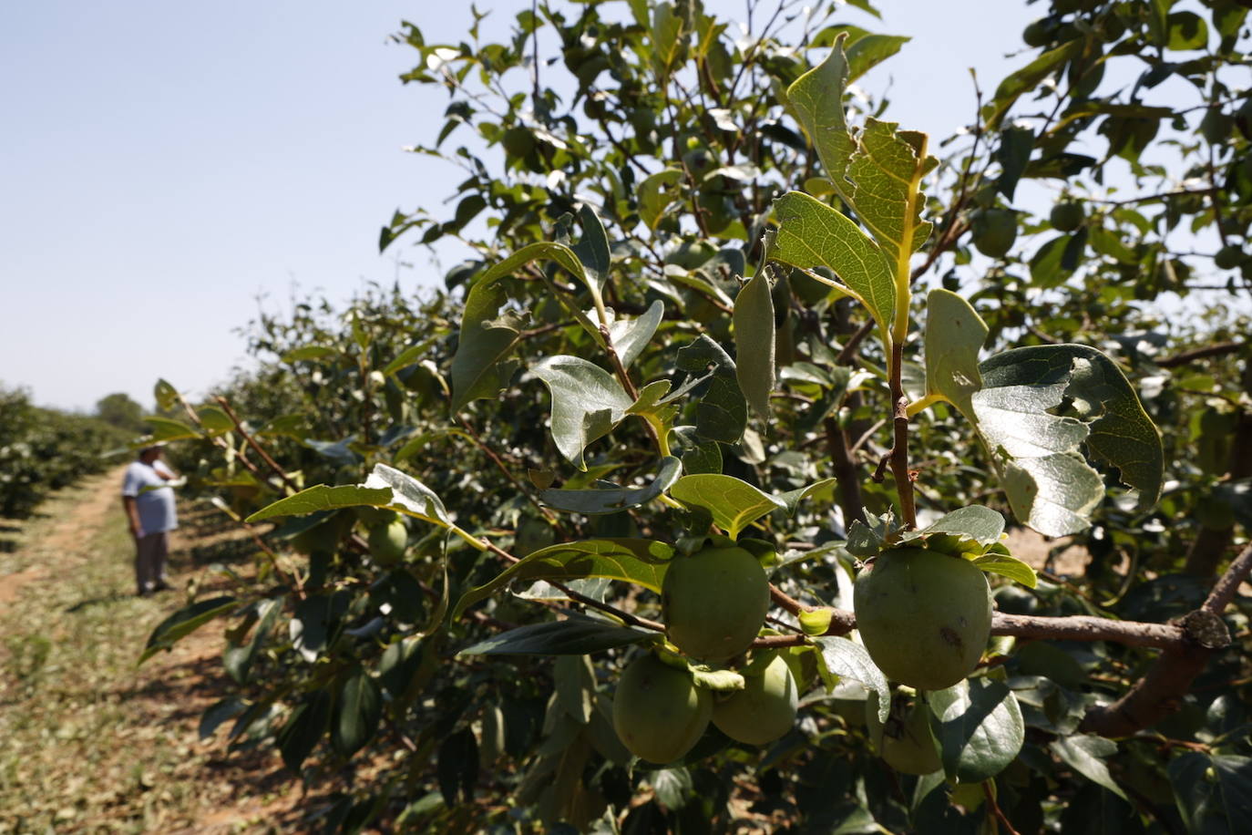 La granizada arrasa cosechas en el campo valenciano