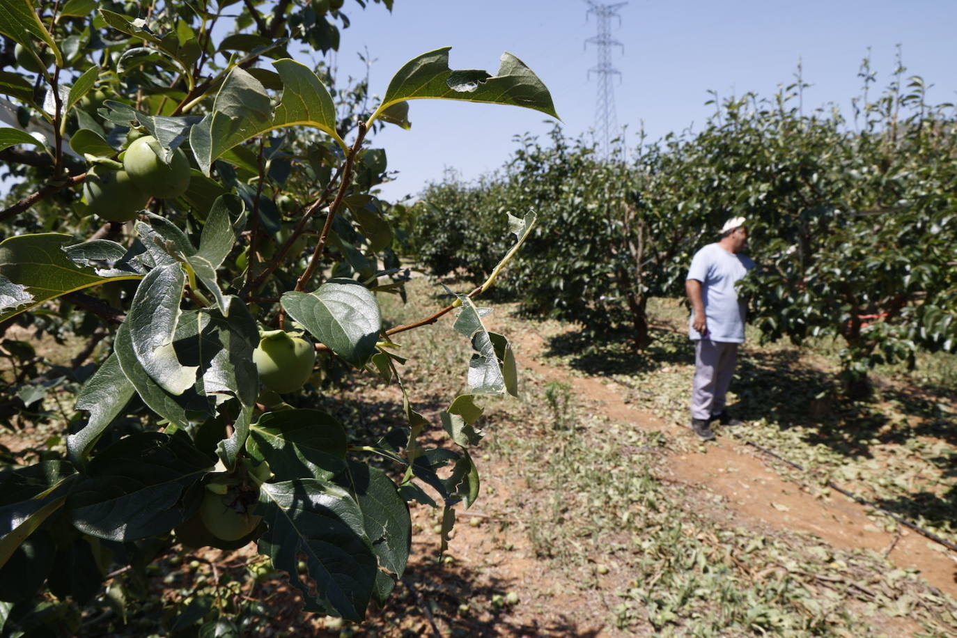 La granizada arrasa cosechas en el campo valenciano