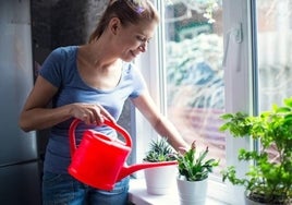 El truco definitivo para regar las plantas cuando te vas de vacaciones