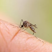 La OCU revela los métodos menos efectivos contra los mosquitos