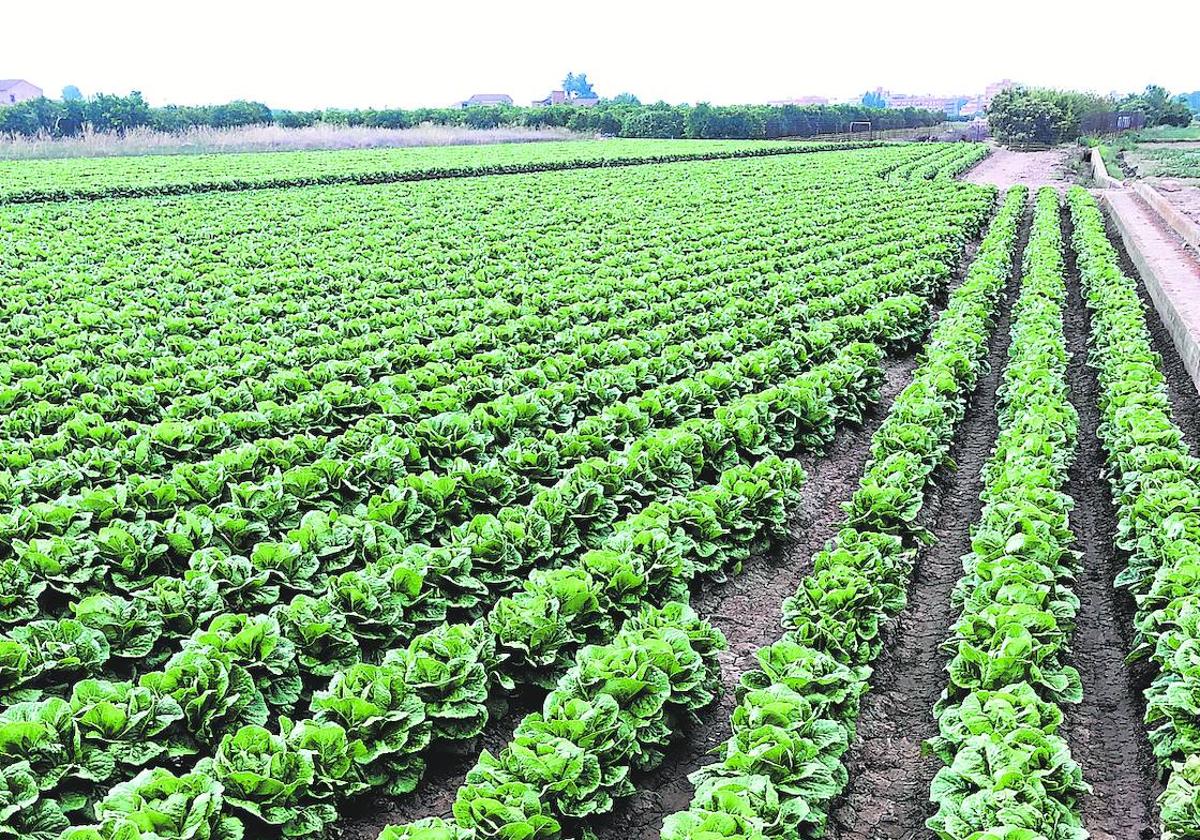 Artesanía hortícola. Campo de lechugas en l'Horta Nord en el que se puede apreciar el cuidado cultivo, la homogeneidad del producto y el aprovechamiento de cada palmo de terreno.