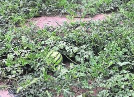 Uno de los escasos campos de sandías, con pocos frutos a la vista.