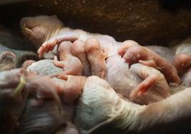 Nacimiento de la camada de ratas topo.