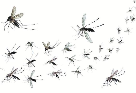 Mosquitos sobre fondo blanco