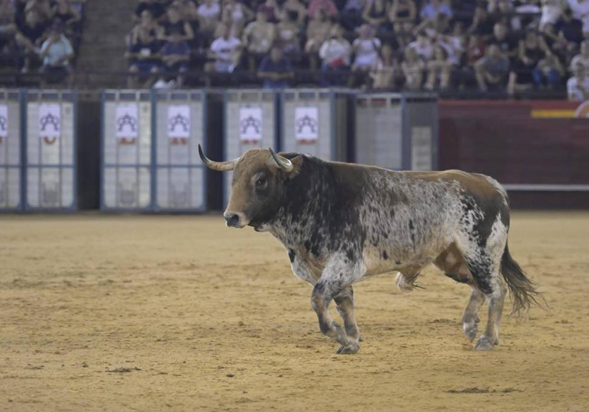 Los miuras, los protagonistas del arranque de la feria de Julio 2023.