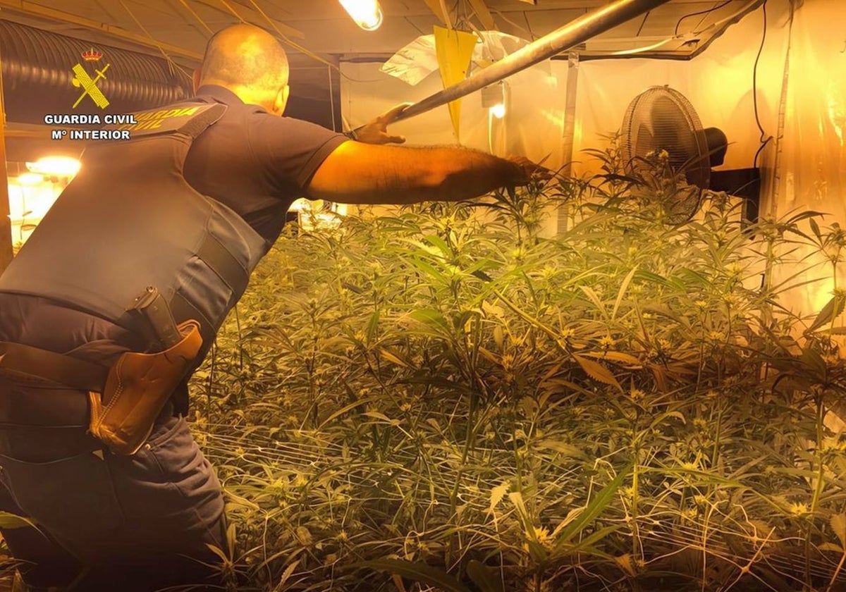 Unos de los agentes junto a las planta de marihuana.