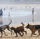 El producto que ayudará a tu mascota a no pasar calor este verano