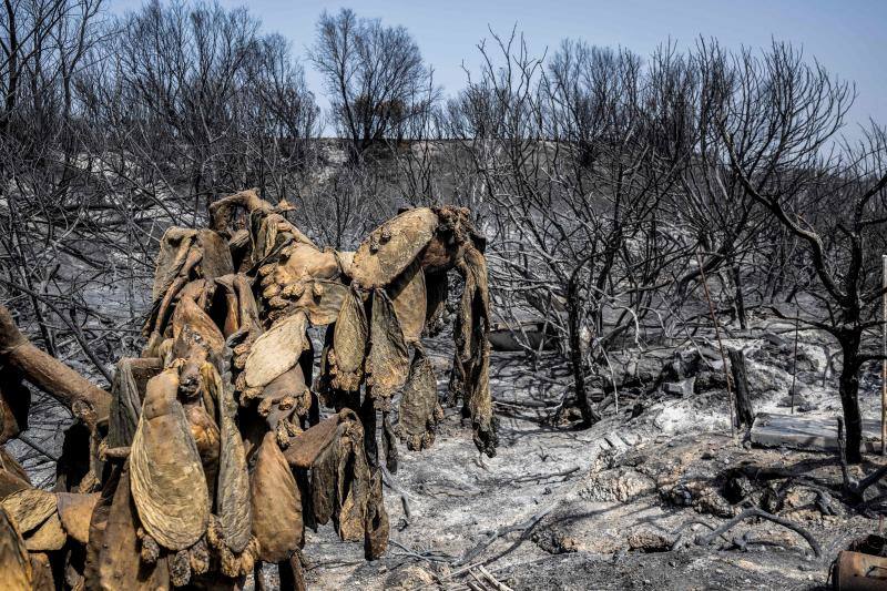 Las espectaculares imágenes del incendio de Grecia