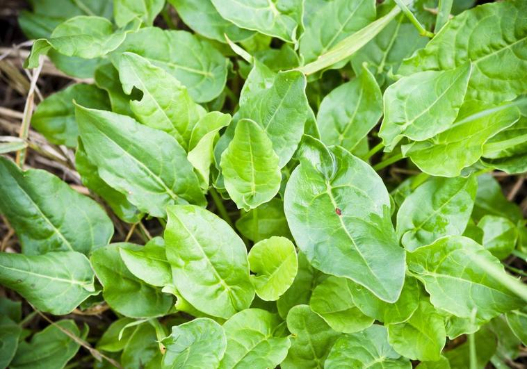 El superalimento para ensaladas repleto de hierro y con más vitamina C que la naranja