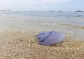 Medusas en las playas de Murcia.