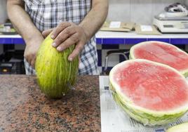 Productores de melón y sandía de La Mancha esperan una buena campaña