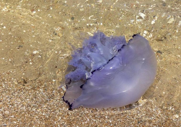 Una medusa en la orilla de una playa