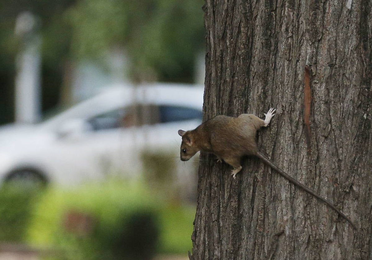 Una rata en los jardines de Blasco Ibañez.