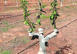 Pujanza. Las varetas de la nueva variedad crecen con fuerza, sujetadas con cañas lijeras para que no se rompan y así facilitar su soldadura completa a las ramas viejas del naranjo.