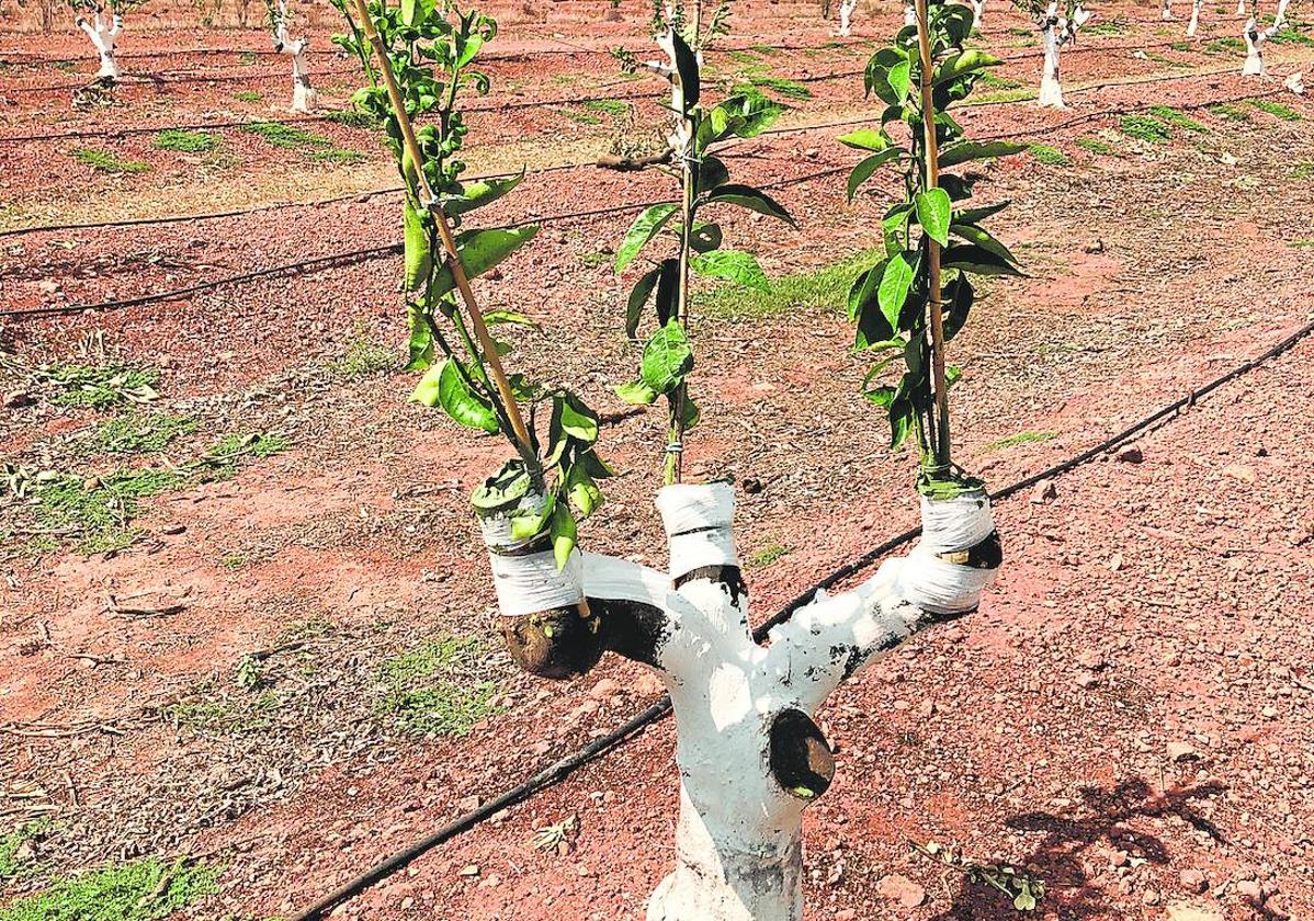 Pujanza. Las varetas de la nueva variedad crecen con fuerza, sujetadas con cañas lijeras para que no se rompan y así facilitar su soldadura completa a las ramas viejas del naranjo.