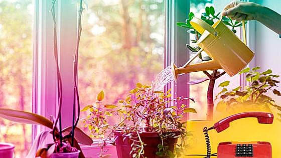 Las plantas son los nuevos tamagochis