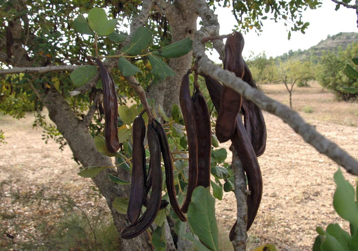 Algarrobas en un campo de Segorbe.