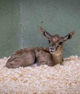 Imagen secundaria 2 - El Bioparc salva «in extremis» la vida de un curioso animal en peligro de extinción