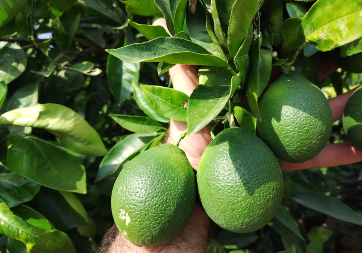 Ejemplo de las naranjas con forma inusual