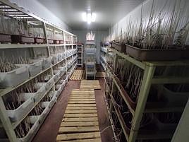 Insectario de Alzira.