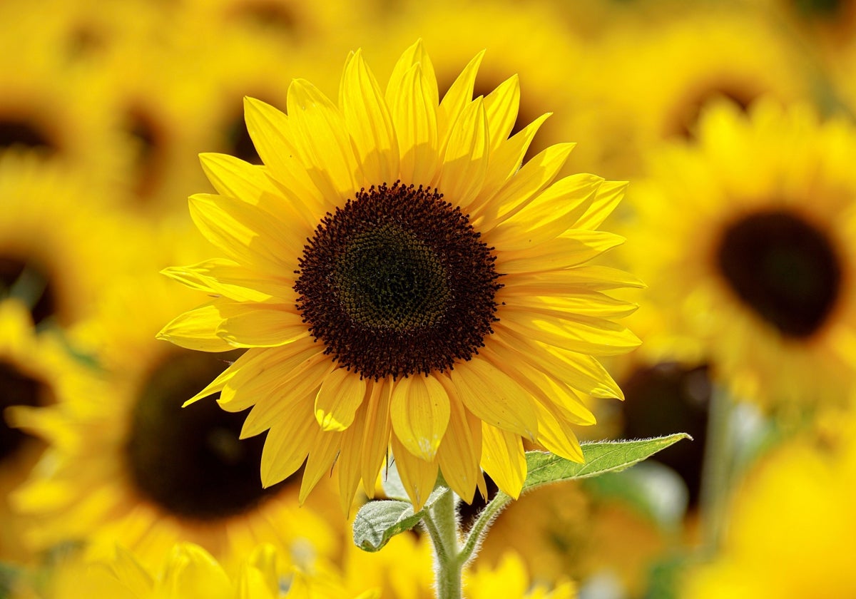 Girasol en un campo de Fontanars.