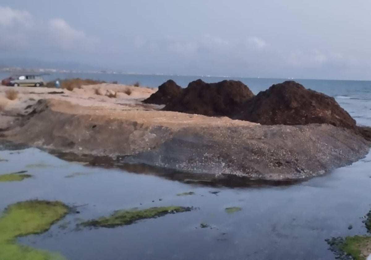 Retirada de plantas acuáticas en la desembocadura del río Girona.