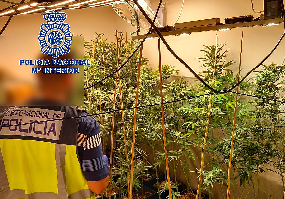 Plantas encontradas en el interior de la vivienda de Alzira.