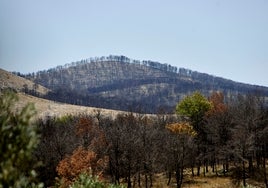 Los brotes verdes se abren paso entre el monte aún quemado por el incendio.