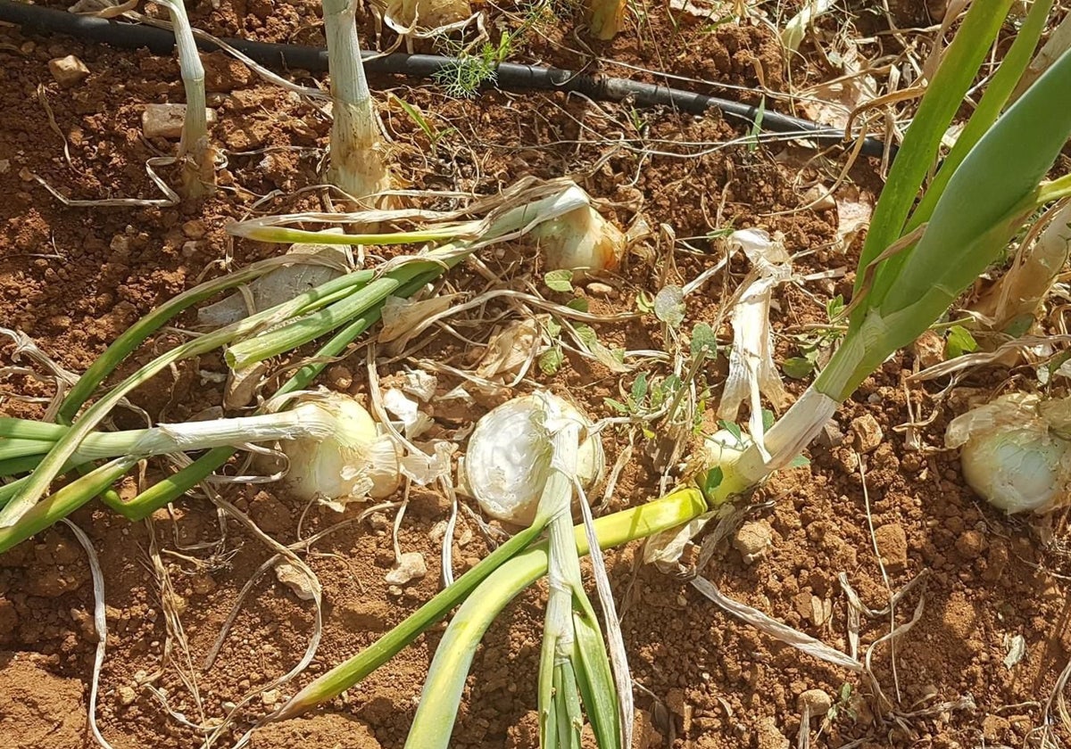 Cultivo dañado por los conejos.