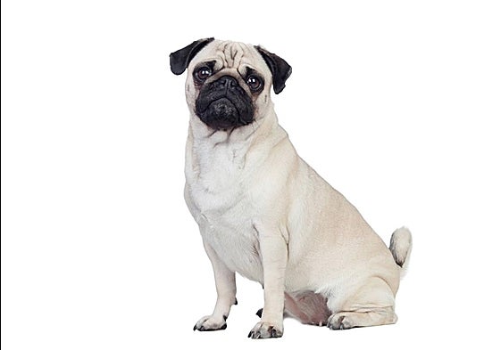 Cinco razas de perro perfectas para vivir en pisos pequeños