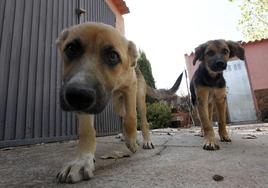 Perros en una vivienda de Valencia.