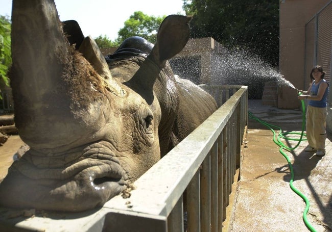 El rinoceronte blanco Rómulo, en el zoo de Viveros.